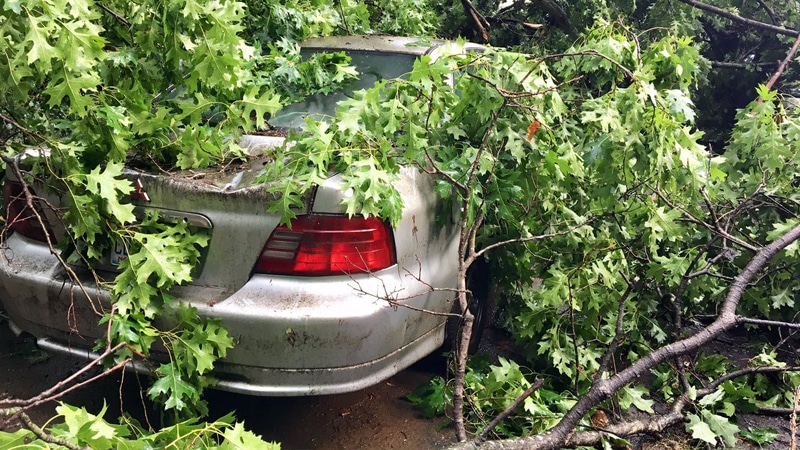 emergency tree removal