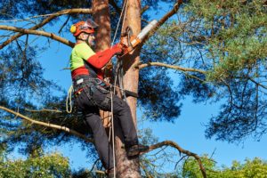 tree pruning - arborist