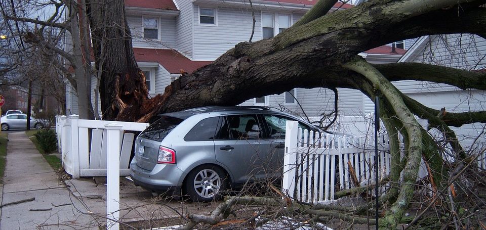 Fallen Tree Removal