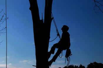 Tree Arborist