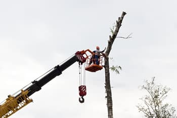 Crane Tree Removal