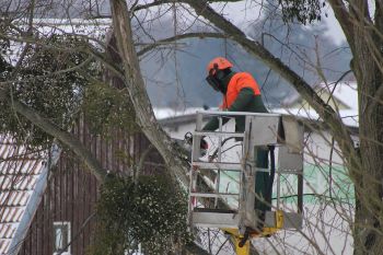 Crane Tree Removal