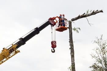 Tree Cutters Roswell Georgia, Tree Trimming Roswell Georgia