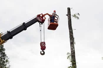 Crane Tree Removal