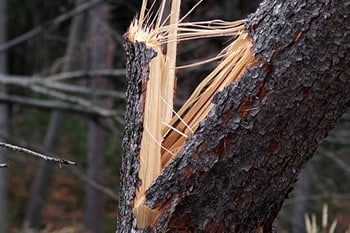 Fallen Tree, Emergency Tree, Removal-Insurance Claim