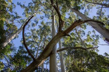 Fallen Tree, Emergency Tree, Removal-Insurance Claim