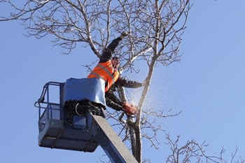 Tree Prunning and Trimming