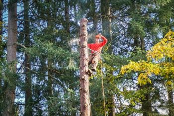 Tree Removal