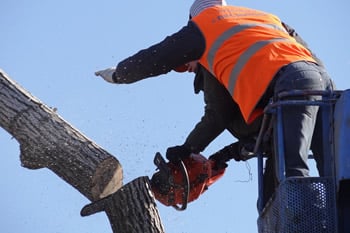 Tree Service