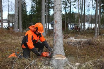 Tree Services