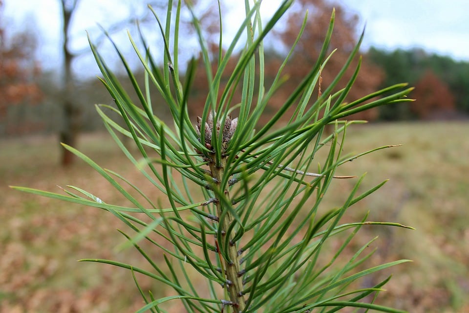 Planting Trees on Your Property