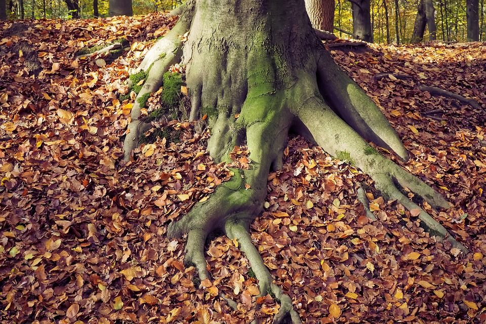 Surface Rooting of Maples and Birch Trees