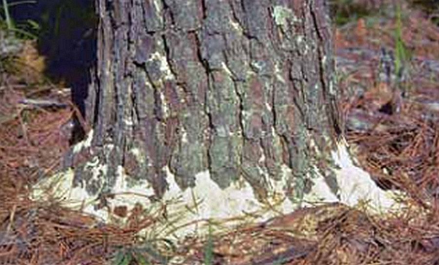 Frass - Bark Beetles