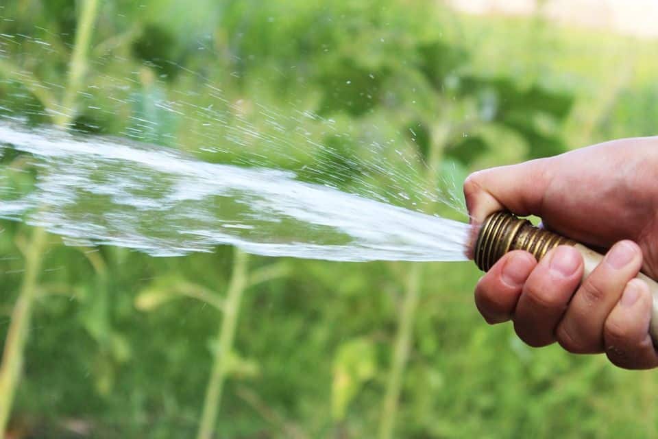 Tree Winterizing | Water the Roots