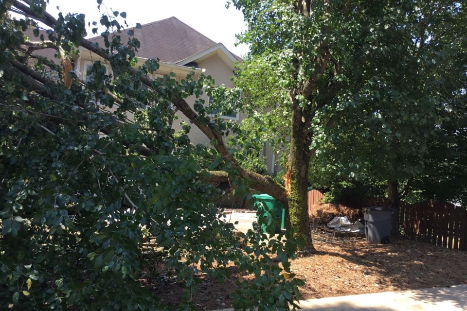 Planting a Bradford Pear Verses a Real Fruit Tree