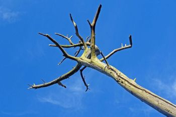 Tree Emergency in TuckerGA