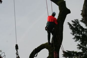 Tree Cutters Alpharetta Georgia, Tree Trimming Alpharetta Georgia