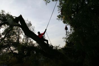 Crane Tree Services in Tucker GA