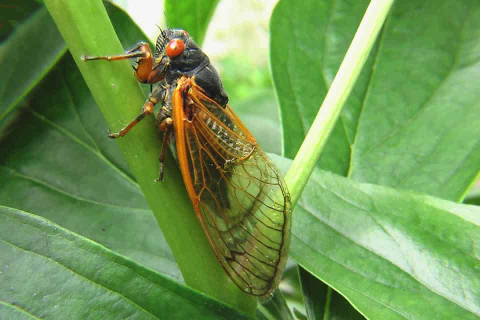 Cicada