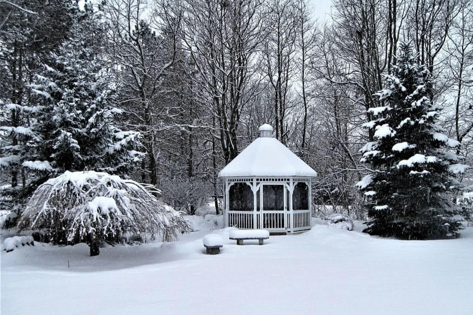 Prune during winter