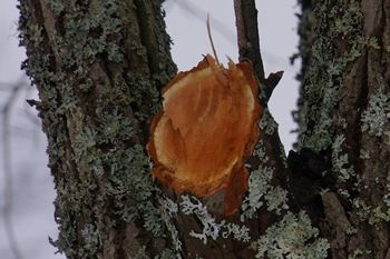 Tree Pruning and Trimming in Vinings GA