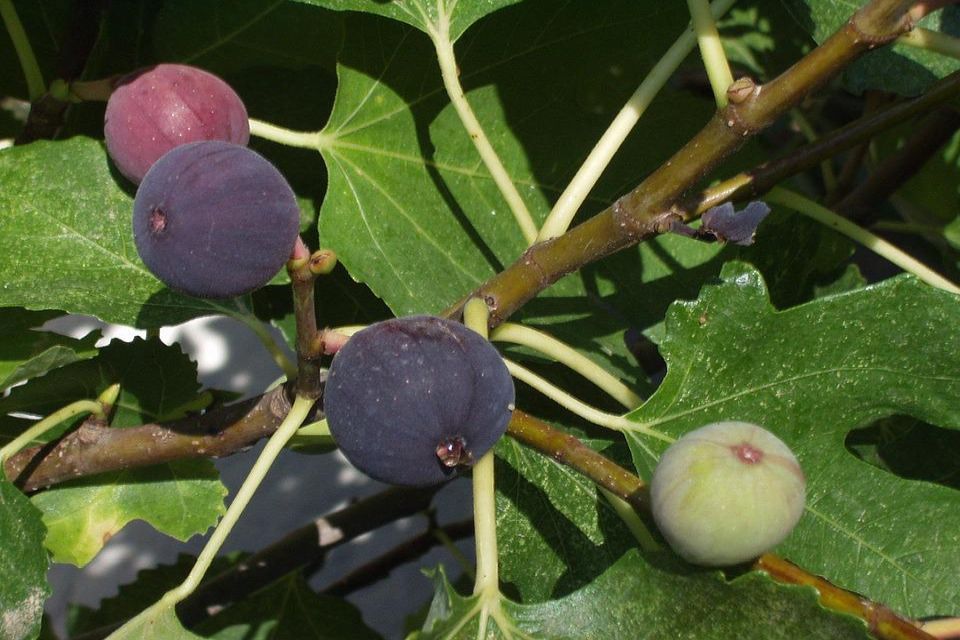 Why Figs Trees are Hardy and Easy to Maintain in Atlanta