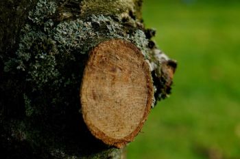 Tree Pruning and Trimming in Acworth GA