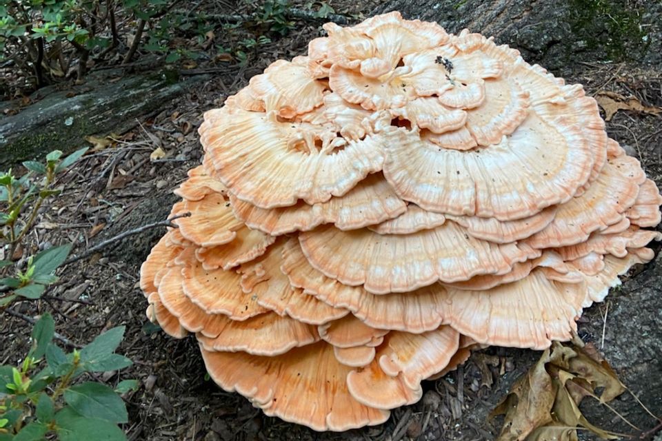 'Chicken of the Woods Fungas | Scientific name: Laetiporus Sulphureus