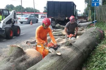 Tree Service Atlanta GA | Tree Service Atlanta | Tree Removal Atlanta