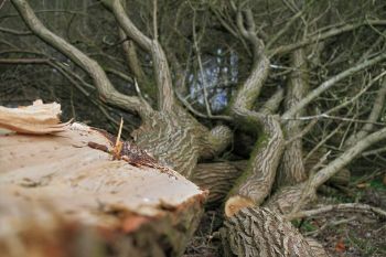 Tree Service in Buckhead GA