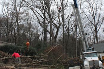 Crane Tree Services in Buckhead GA