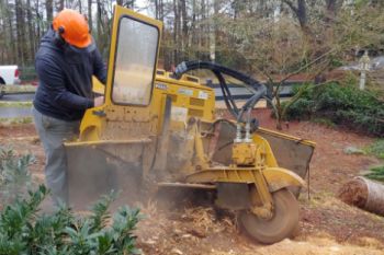 Stump Grinding Buckhead GA