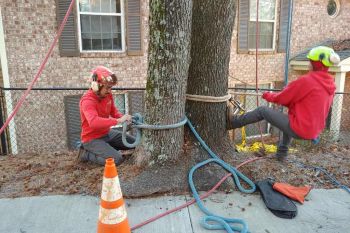 Tree Removal / Tree Cutter Duluth GA