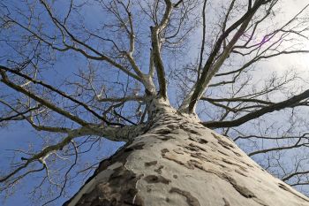 Arborist in Duluth GA