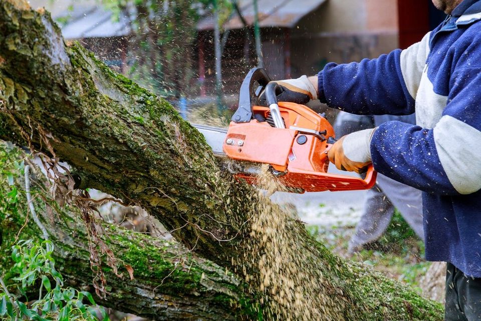 Tree Pruning | Tree Trimming | Tree Health