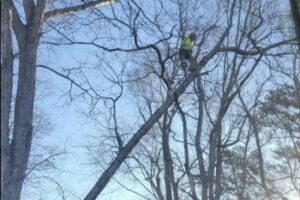 Tree Removal Decatur / Tree Cutter Decatur GA