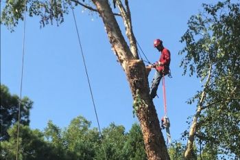 Tree Arborist Decatur GA