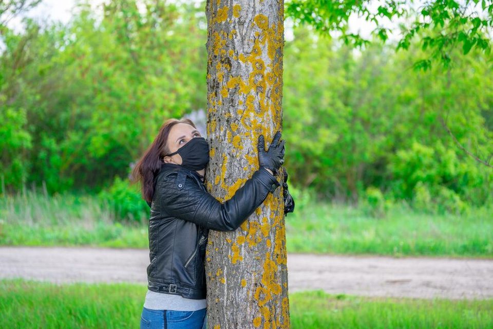 How Do I Know When A Tree Is Sick?