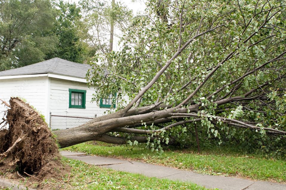 Signs of a Failing Tree | Routine Tree Inspection | Early Intervention