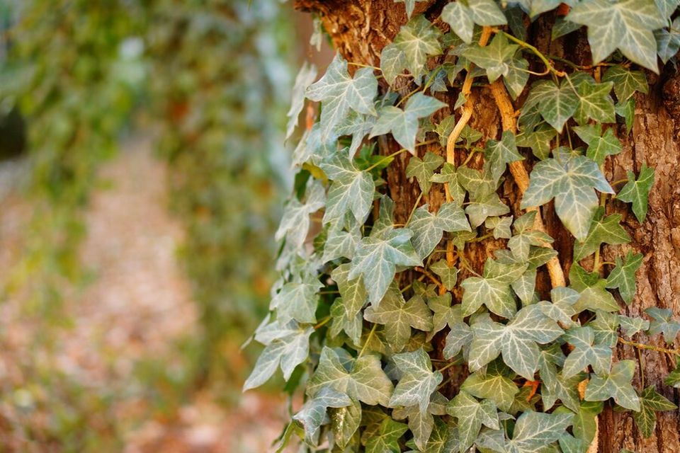 How to Get the Ivy Off Of My Trees