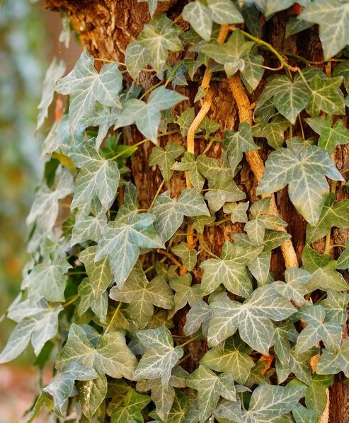 How to Get the Ivy Off Of My Trees