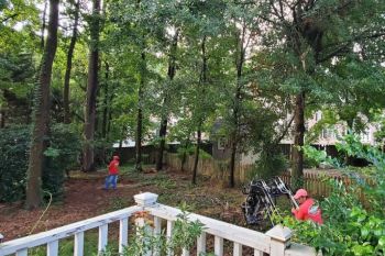 Tree Trimming Kennesaw GA