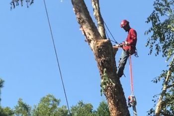 Tree Trimming North Druid Hills GA