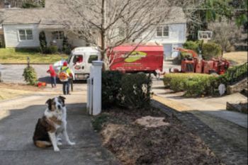 Emergency Tree Services in North Druid Hills GA