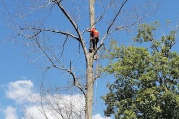 Arborist in North Druid Hills GA