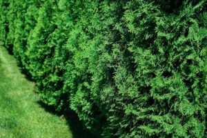 Best Trees for a Privacy Fence