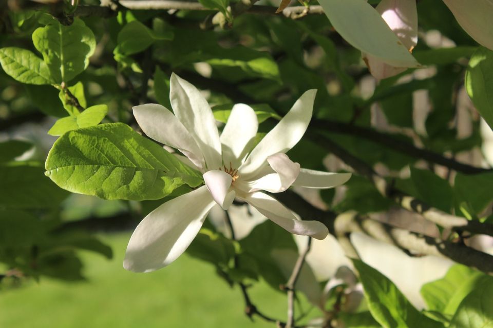 What Are the Most Common Tree Species in Atlanta, Georgia?