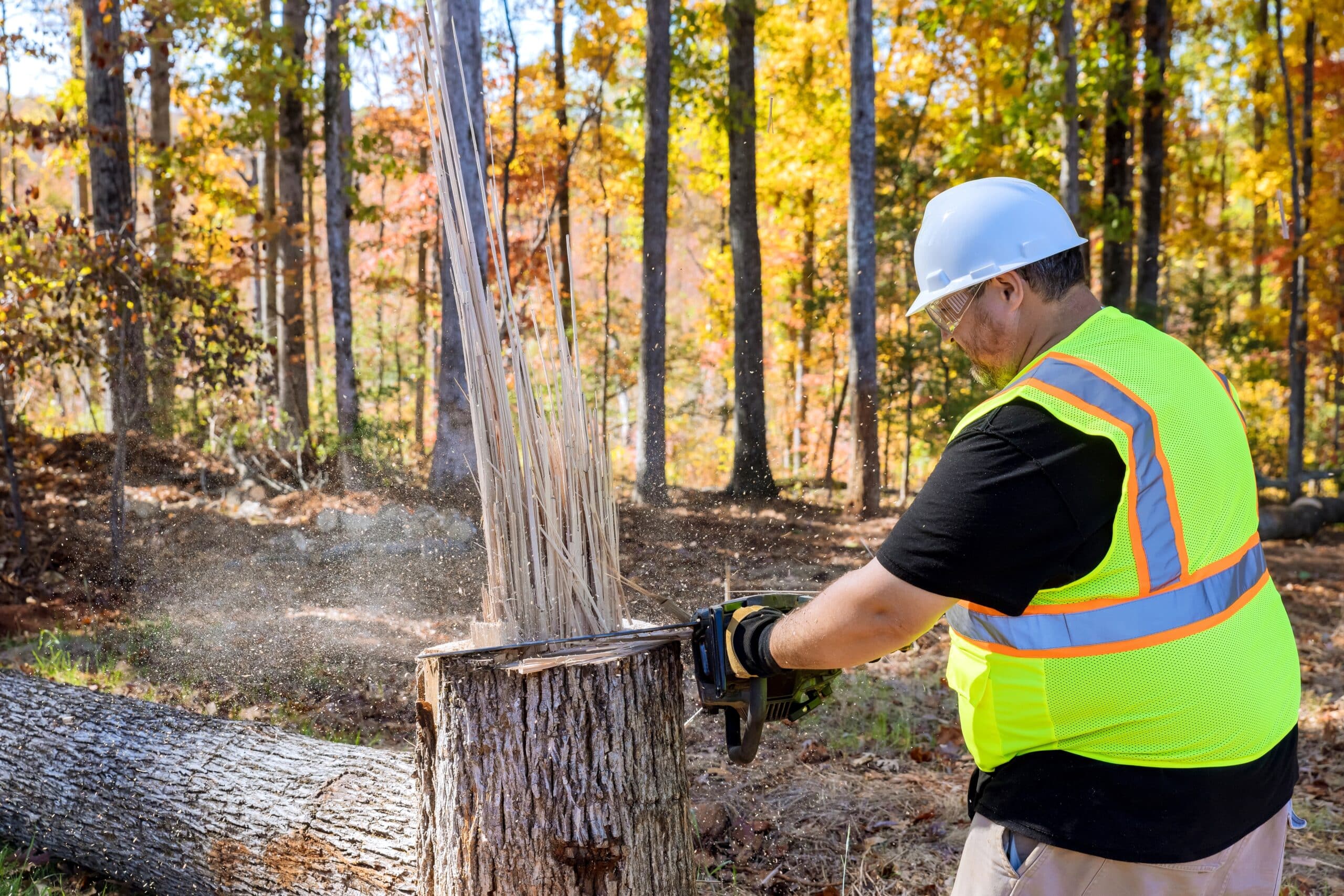 Professional arborist from Northside Tree Professionals wearing safety gear while operating a stump grinder to remove a tree stump