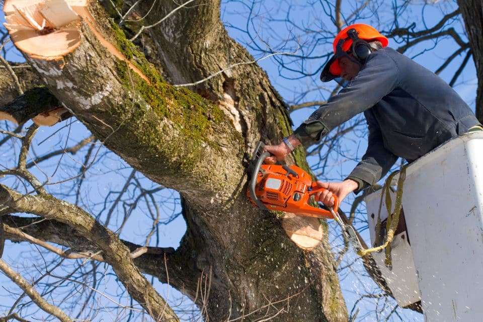 Proper Tree Pruning