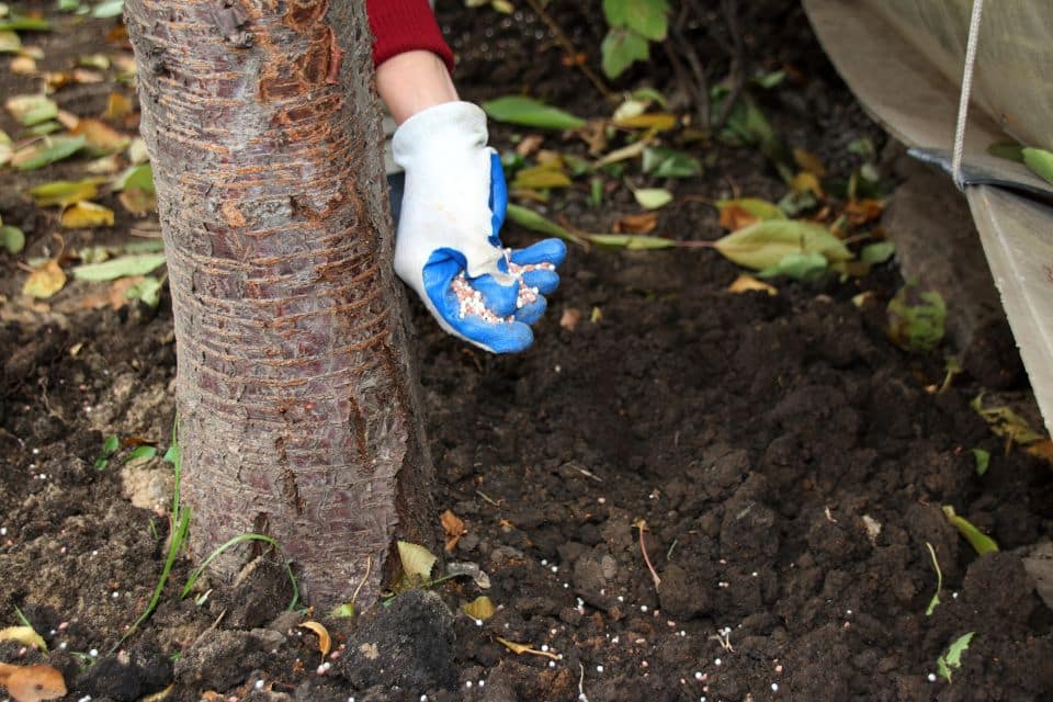 fertilizing your plants and trees is critical to their growth and health.